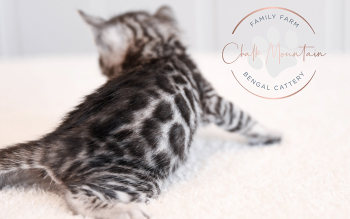 Bengal kitten for sale